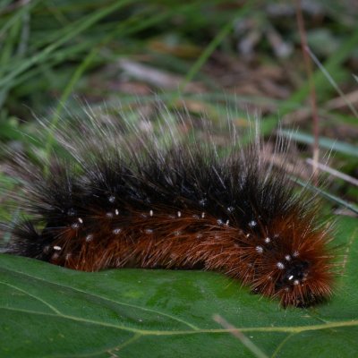 Arctia caja (přástevník medvědí), PP Černice