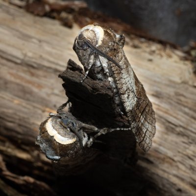 Cossus cossus (drvopleň obecný), Žebětín