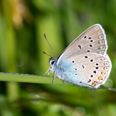 Polyommatus amandus (modrásek ušlechtilý), Pohoří na Šumavě