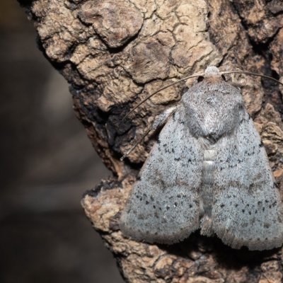 Hoplodrina respersa (blýskavka kropenatá), PR Svatý kopeček