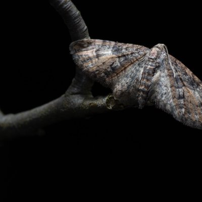 Eupithecia sp., Žebětín