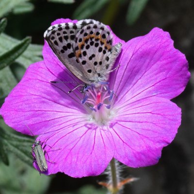 Scolitantides orion (modrásek rozchodníkový), Hornek