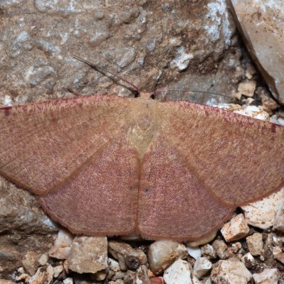 Cyclophora puppillaria (očkovec očkovaný), GR, Myrtidion monastery, Korfu