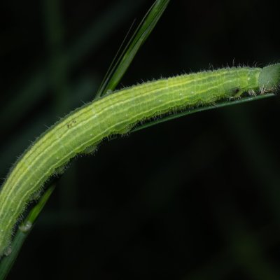 Kirinia roxelana (-), GR, Sokraki, Korfu