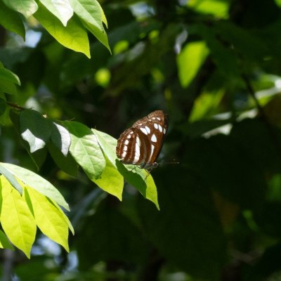 Phaedyma columella (-), TH, Krabi