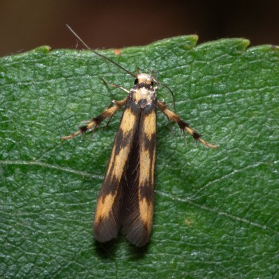 Stathmopoda pedella (krásněnka olšová), NPR Radostínské rašeliniště