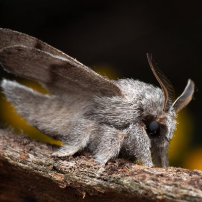 Trichiura crataegi, (bourovec hlohový), PP Černice