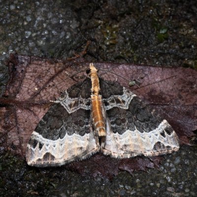 Ecliptopera capitata (píďalka žlutohlavá), Kateřinská jeskyně