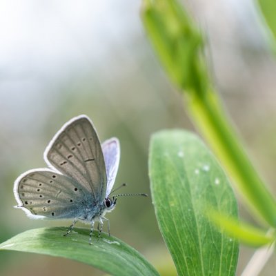 Cupido decoloratus (modrásek tolicový), Bosonohy