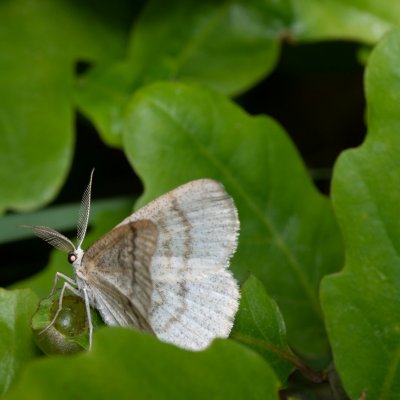 Cabera exanthemata (světlokřídlec osikový), Podkomorské lesy, Kopeček