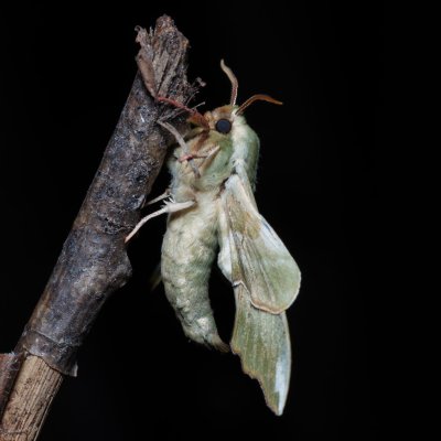 Mimas tiliae (lišaj lipový), Žebětín