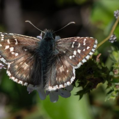 Pyrgus armoricanus (soumračník podobný), HR, Cesarica