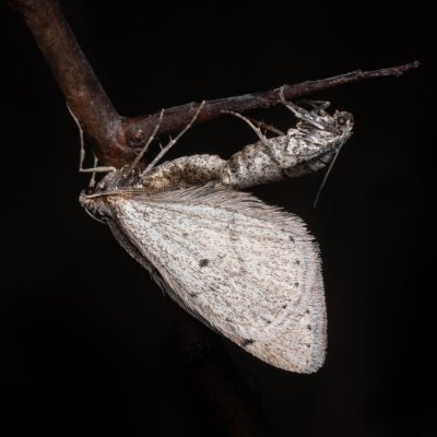 Theria rupicapraria (tmavoskvrnáč březnový), PR Kamenný vrch