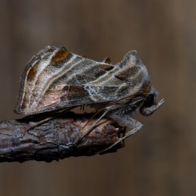 Euchalcia variabilis (kovolesklec horský), SK, Štôla