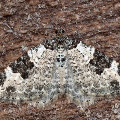 Xanthorhoe fluctuata (píďalka křenová), NPR Radostínské rašeliniště