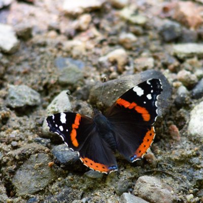 Vanessa atalanta (babočka admirál), Augšperský potok