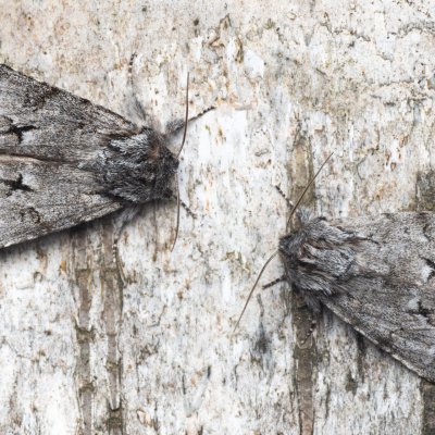 Acronicta menyanthidis (šípověnka vachtová), NPR Radostínské rašeliniště
