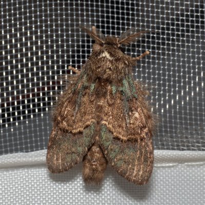 Syntypistis sp., TH, Khao Sok