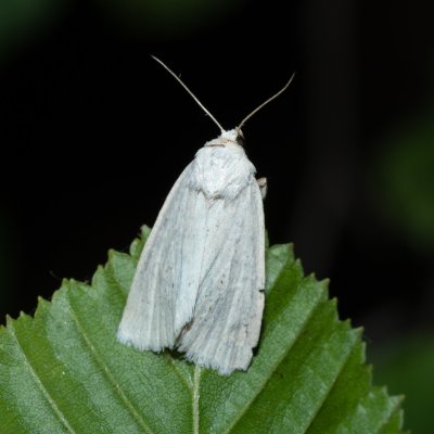 Photedes morrisii (travařka bělavá), Žebětín
