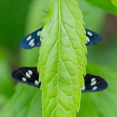 Amata phegea (běloskvrnáč pampeliškový), Žebětín