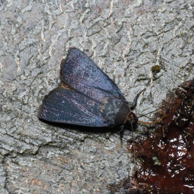 Amphipyra livida (blýskavka černá), Březina