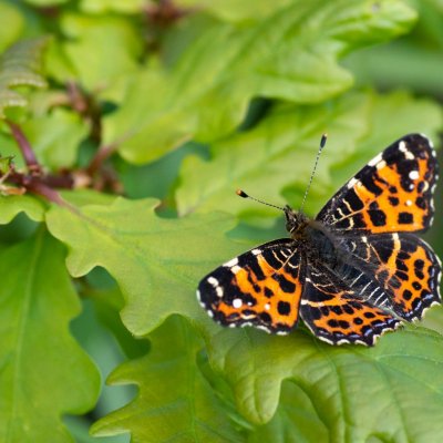 Araschnia levana (babočka síťkovaná), Podkomorské lesy, Kopeček