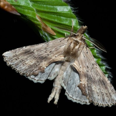 Pterostoma palpinum (hřbetozubec dvouzubý), Kývalka
