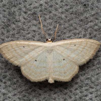 Scopula immutata (vlnopásník pětipásný), PP Bobrava