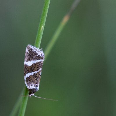Deltote bankiana (světlopáska stříbřitá), Podkomorské lesy