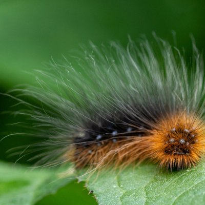 Arctia caja (přástevník medvědí), PP Augšperský potok