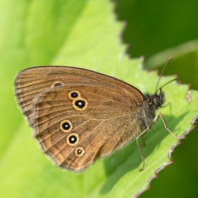 Aphantopus hyperanthus (okáč prosíčkový), SK, Štôla
