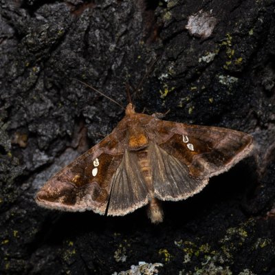 Chrysodeixis chalcites (kovolesklec jižní), HR, Jablanac