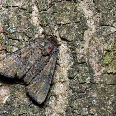 Craniophora ligustri (šípověnka jasanová), Augšperský potok