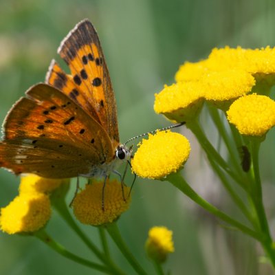 Lycaena virgaureae (ohniváček celíkový), SK, Štôla