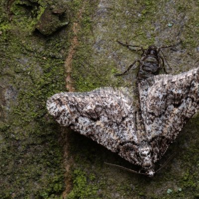 Agriopis leucophaearia (tmavoskvrnáč dubový), Žebětín