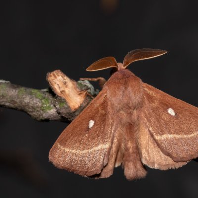 Lasiocampa trifolii (bourovec jetelový), PP Na cvičišti