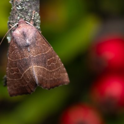 Atethmia ambusta (zlatokřídlec hrušňový), PP Kamenice u Hlohovce