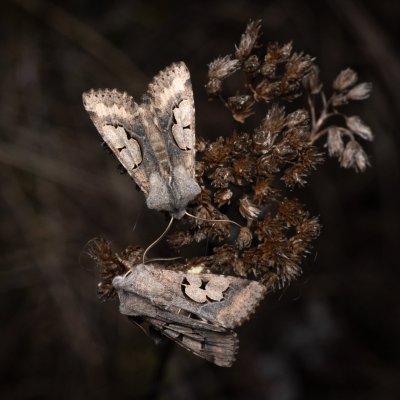 Perigrapha i-cinctum (můra ozdobná), PP Člupy