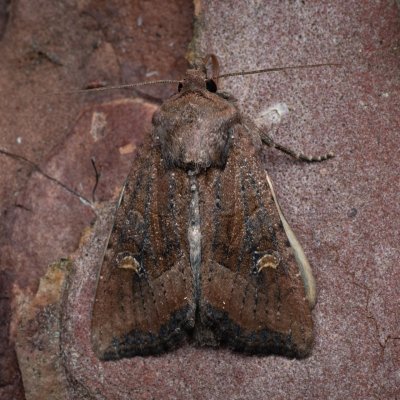 Helotropha leucostigma (šedavka pobřežní), NPR Radostínské rašeliniště
