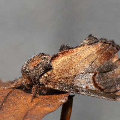 Notodonta ziczac (hřbetozubec vrbový), Devět křížů