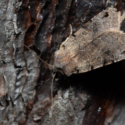 Agrochola litura (polnice vrbková), PR Kamenný vrch