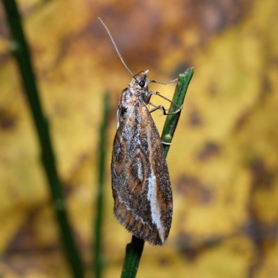 Chesias legatella (píďalka janovcová), PP Zlobice