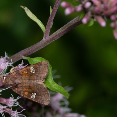Amphipoea oculea (travařka polní), PP Augšperský potok