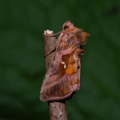 Autographa pulchrina (kovolesklec brusnicový), Kateřinská jeskyně