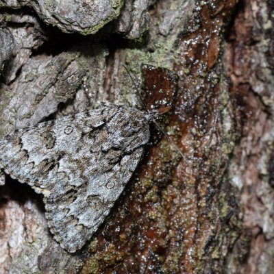 Acronicta auricoma (šípověnka jívová), Kývalka