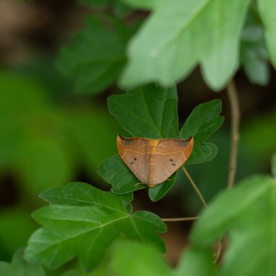 Watsonalla binaria (srpokřídlec dubový), PP Baba