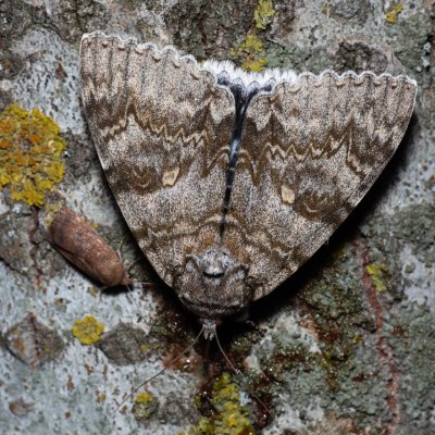 Catocala fraxini (stužkonoska modrá), Bratčice