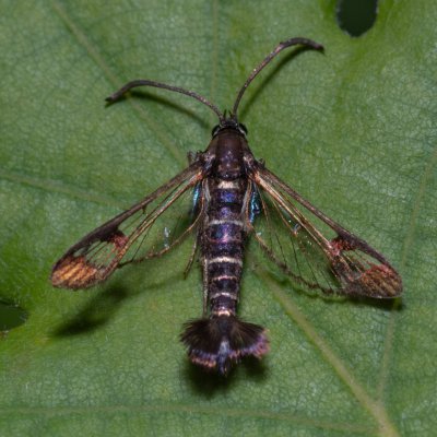 Synanthedon andrenaeformis (nesytka tušalajová), PR Svatý kopeček
