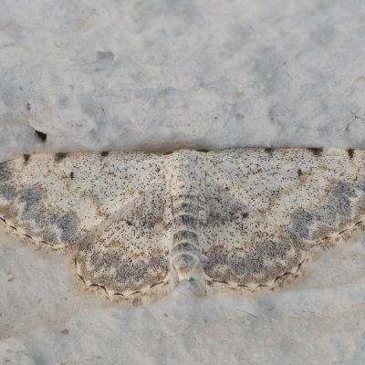 Scopula submutata (-), HR, Jablanac