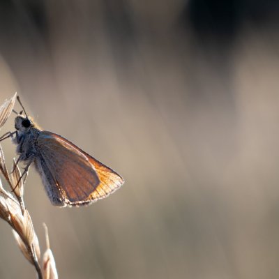 Thymelicus lineola (soumračník čárečkovaný), Žebětín